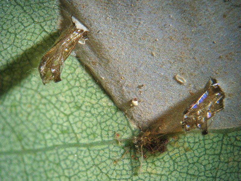 Phyllonorycter robiniellus